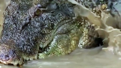 CROC ZILLA King of Crocodiles5