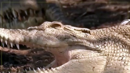 CROC ZILLA King of Crocodiles37