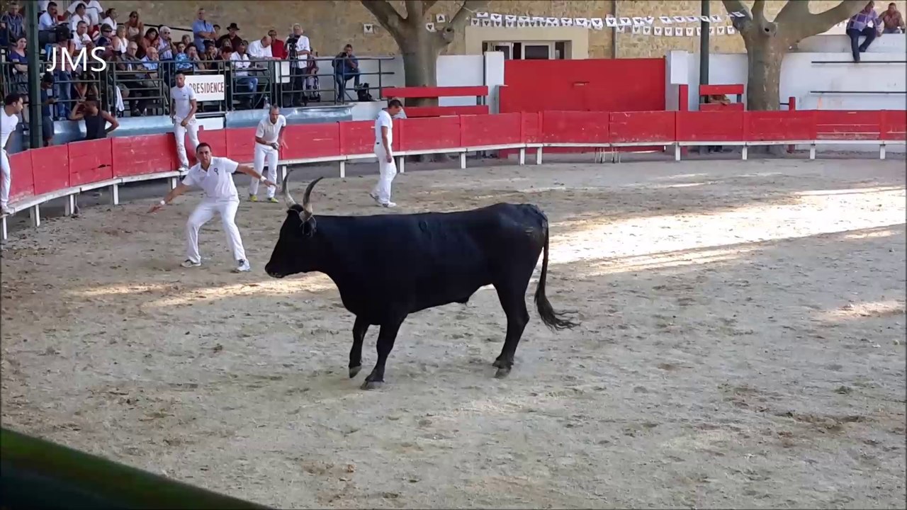 MANDUEL-Abrivado longue-course camarguaise-bandido-Fête Votive-Aout 2015-gardians-chevaux-taureaux