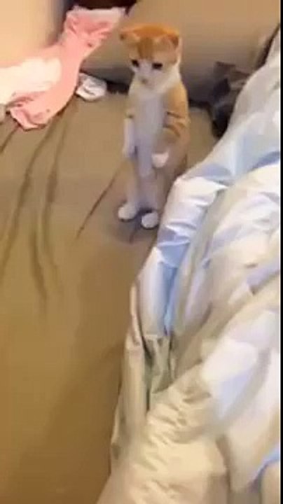 Ce chaton trop mignon attend patiemment que son lit soit nettoyé.