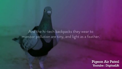 Londres  - des pigeons pour mesurer la pollution de l'air