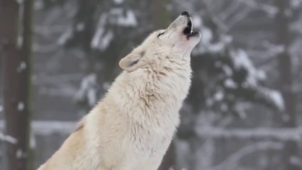 What Happened When Wolves Were Introduced into Yellowstone National Park: Most Amazing Video