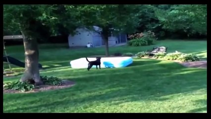 Funny Videos - Funny Cats - Funny Animals - Funny Dogs - Funny Cats Compilation