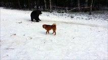 ЛКФ Ритаа притравка по медведю.  Finnish spitz Ritaa . Training on bear