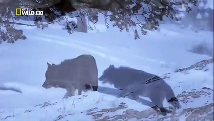 The Rise of Black Wolf - Nature documentary 26
