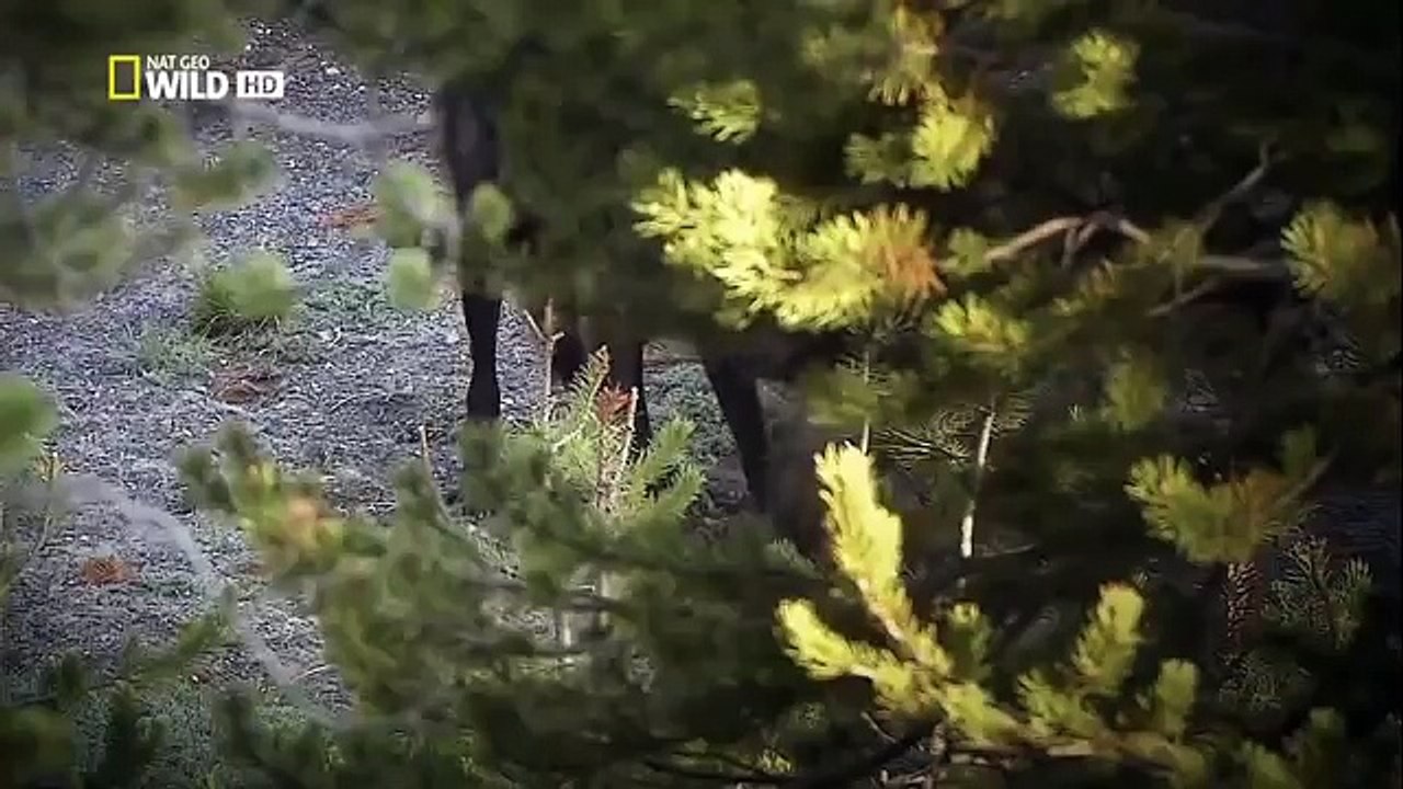 The Rise of Black Wolf - Nature documentary 30