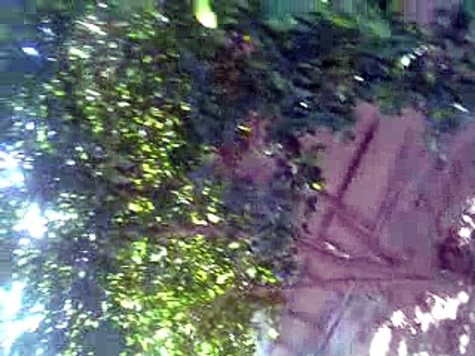 Quintal (13)