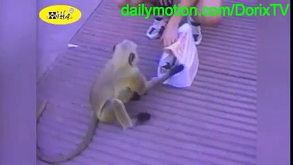 Funniest Animal Fails Compilation 2015 | FailArmy