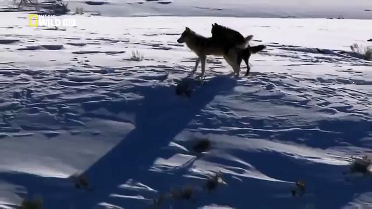 The Rise of Black Wolf - Nature documentary 31