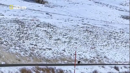 The Rise of Black Wolf - Nature documentary 36