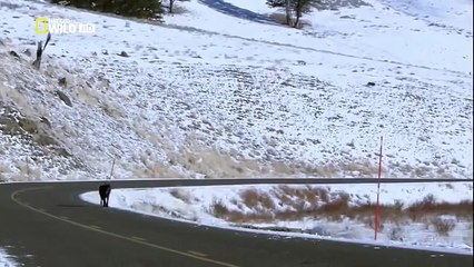 The Rise of Black Wolf - Nature documentary 37