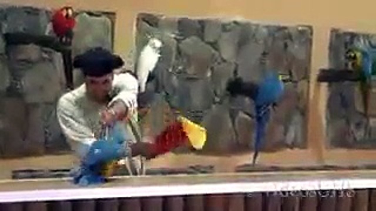 amazing parrots