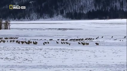 The Rise of Black Wolf - Nature documentary 44