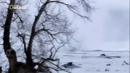 The Rise of Black Wolf - Nature documentary 45