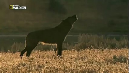 The Rise of Black Wolf - Nature documentary 51