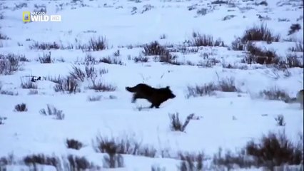 The Rise of Black Wolf - Nature documentary 56