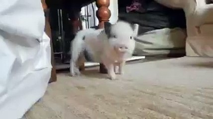 Piglet can't help but dance to Rihanna's Work