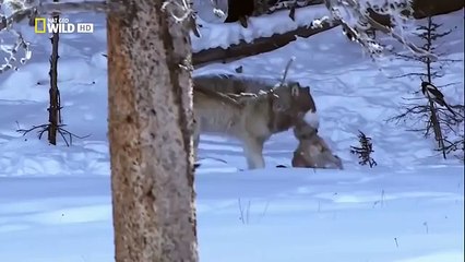 The Rise of Black Wolf - Nature documentary 60
