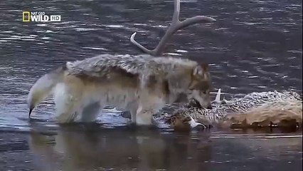 The Rise of Black Wolf - Nature documentary 62
