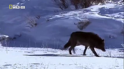 The Rise of Black Wolf - Nature documentary 65