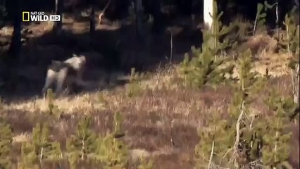 The Rise of Black Wolf - Nature documentary 75