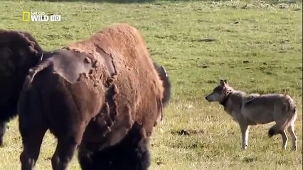 The Rise of Black Wolf - Nature documentary 78