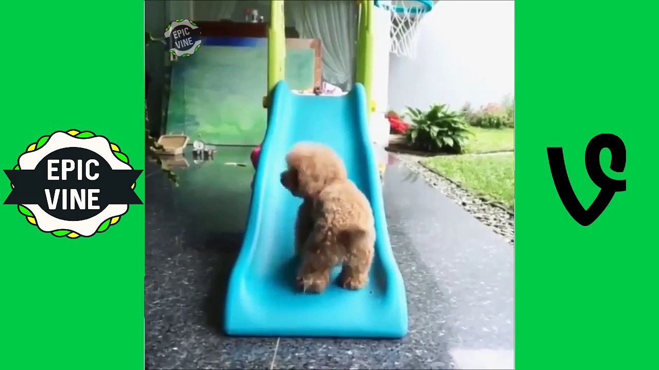 Top 200 Funny Animals Vines March 2016 part 1 | EPIC VINES ✔