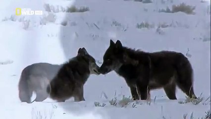 The Rise of Black Wolf - Nature documentary 89