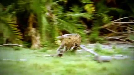 The Rise of Black Wolf HD(1