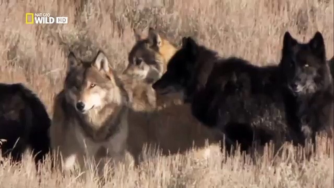 The Rise of Black Wolf HD(8