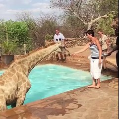 VERY  FUNY & AMAZING  VIDEOS