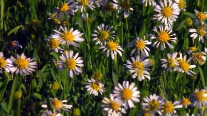 Parrots Majestic Birds