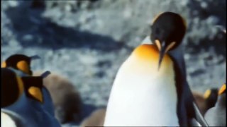 Penguins of the Antarctic