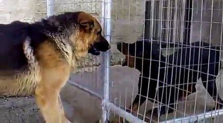 Dobermans Vs Fat German Shepherd