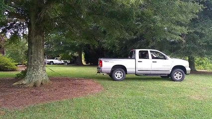 Pulling A Tree Down Using A Truck