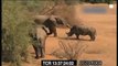 Elephant and Rhino - a big one will come across in one go. - Elephant vs Rhino