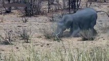 Elephant and Buffalo - buffalo, elephant killed at the onset of the world's largest land animal.