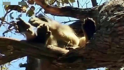 Lions and Monkey - a total shock to face the lions.