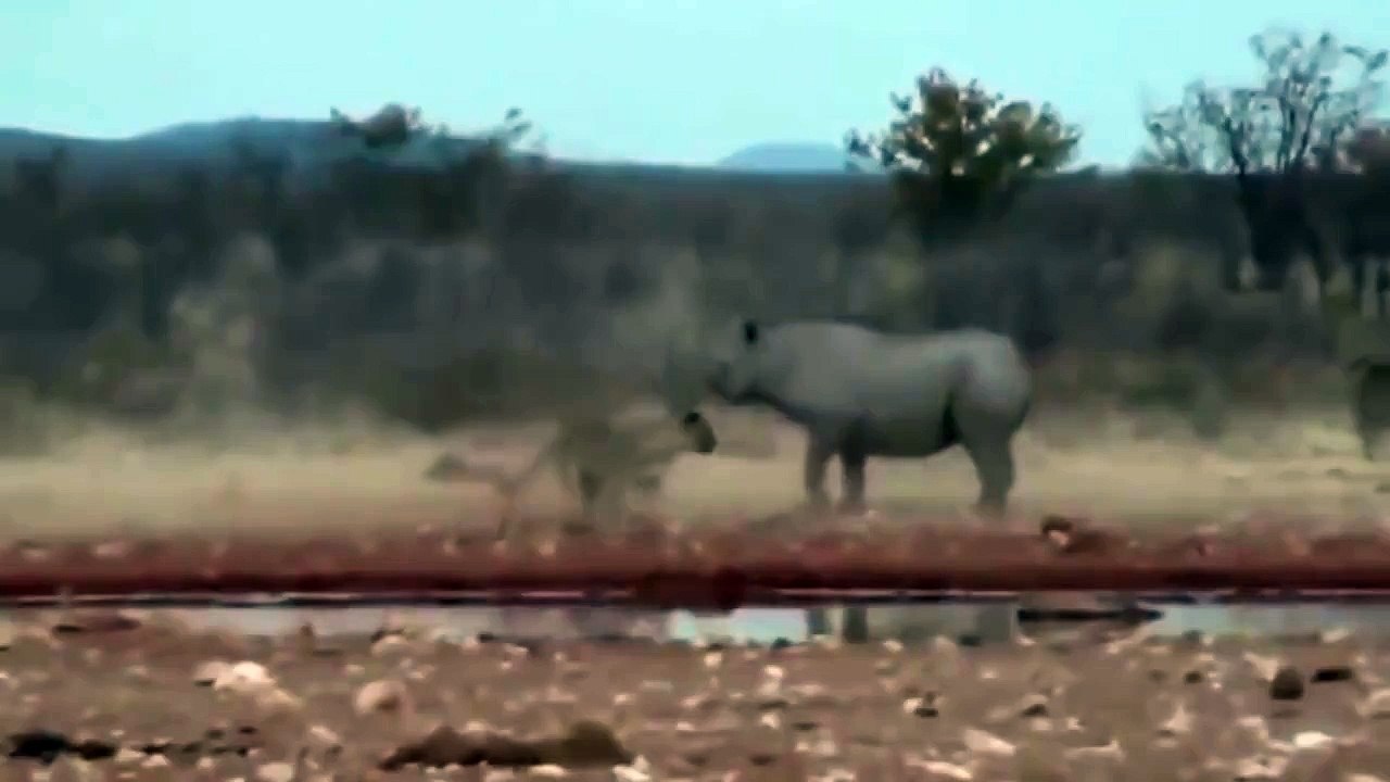 Lions and Rhino - a war of survival. - Lion vs rhino