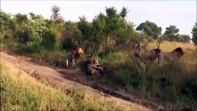 Lions Lions Lions - four airmen killed a lion wandering herds.