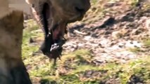 Lions vs Hippo - the result of a fight with hippos.