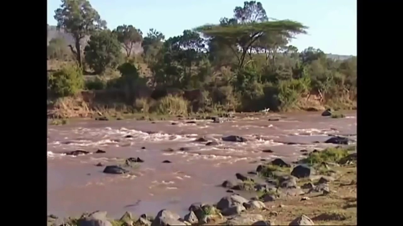 Lions and Crocodile - Hunters in a clash hunters on land.