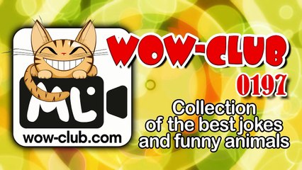 The Best Jokes and Funny Animals Compilation WOW-club #0205