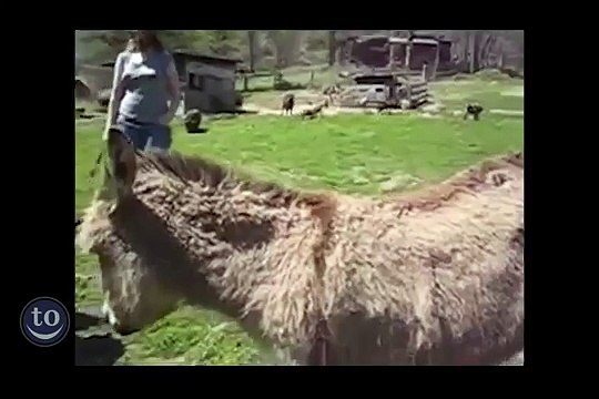 Funny animals riding turtles - Animal compilation