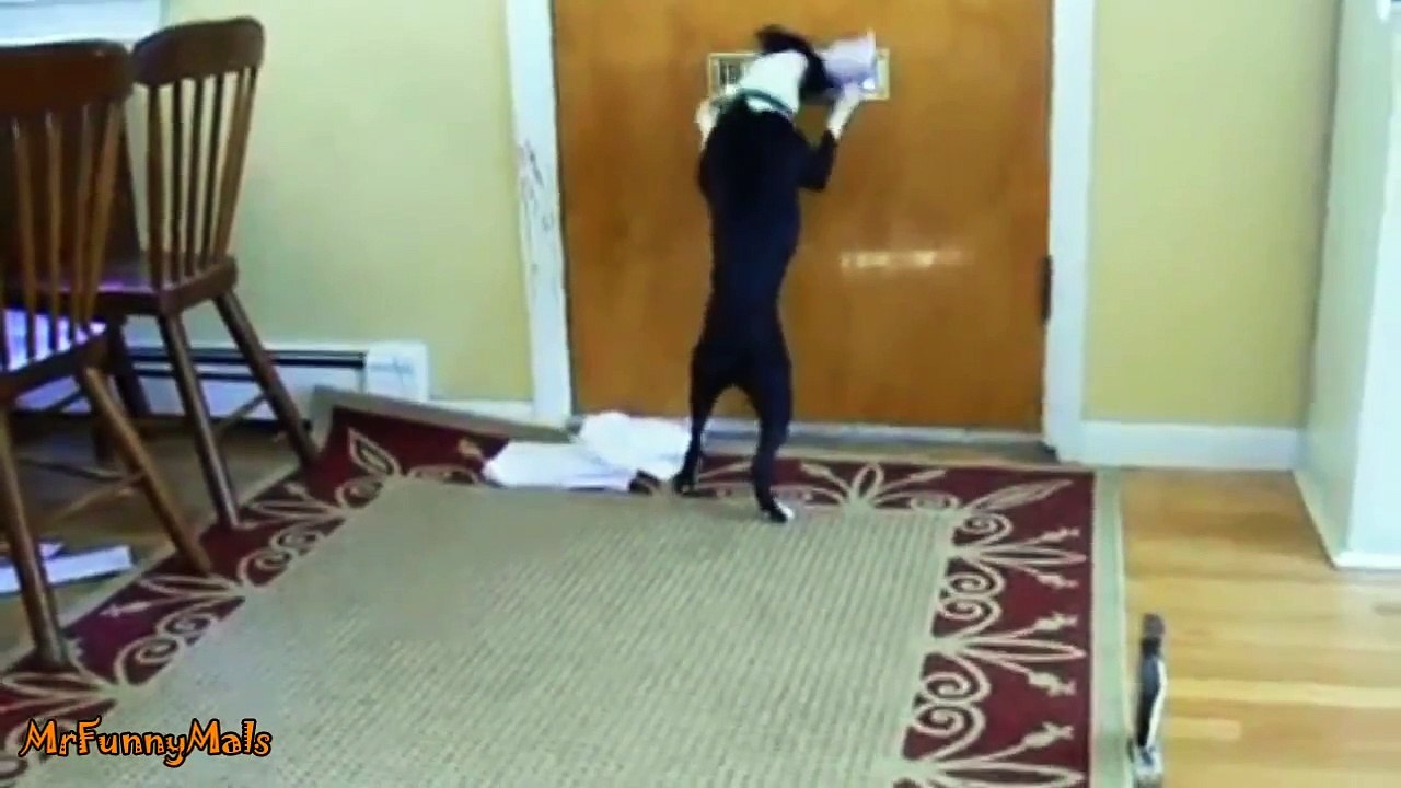 Dogs Getting Mail Compilation