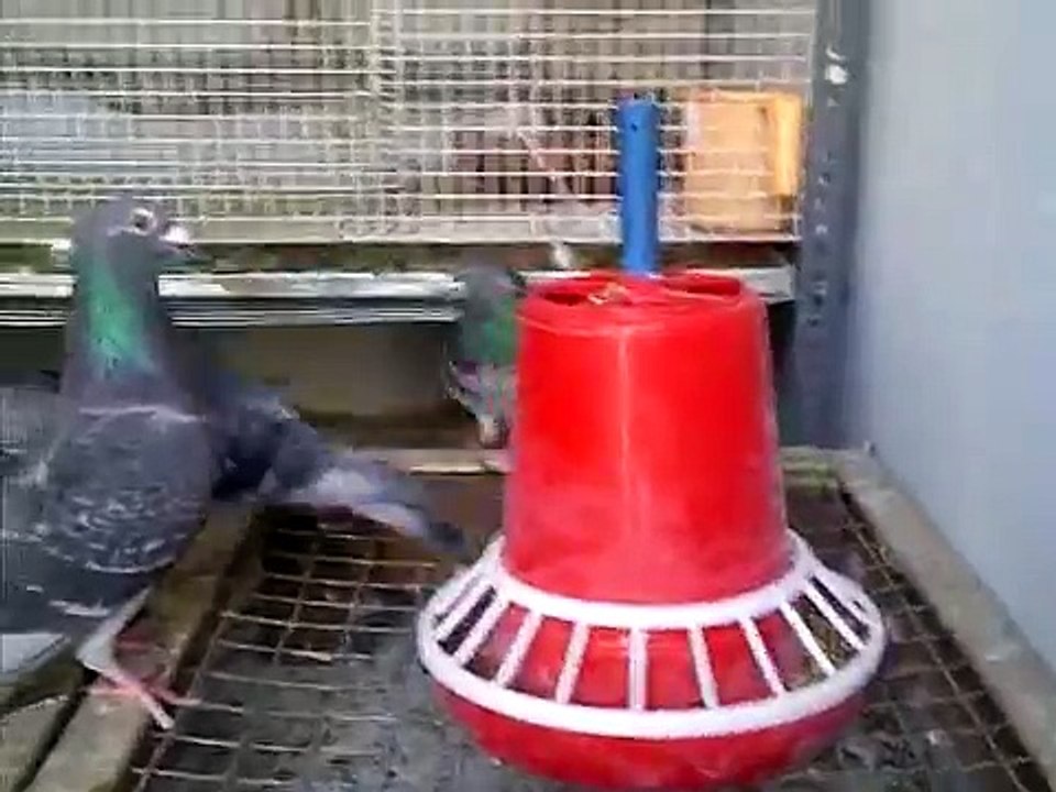 Racing Homer Loft Haroon 1 with music