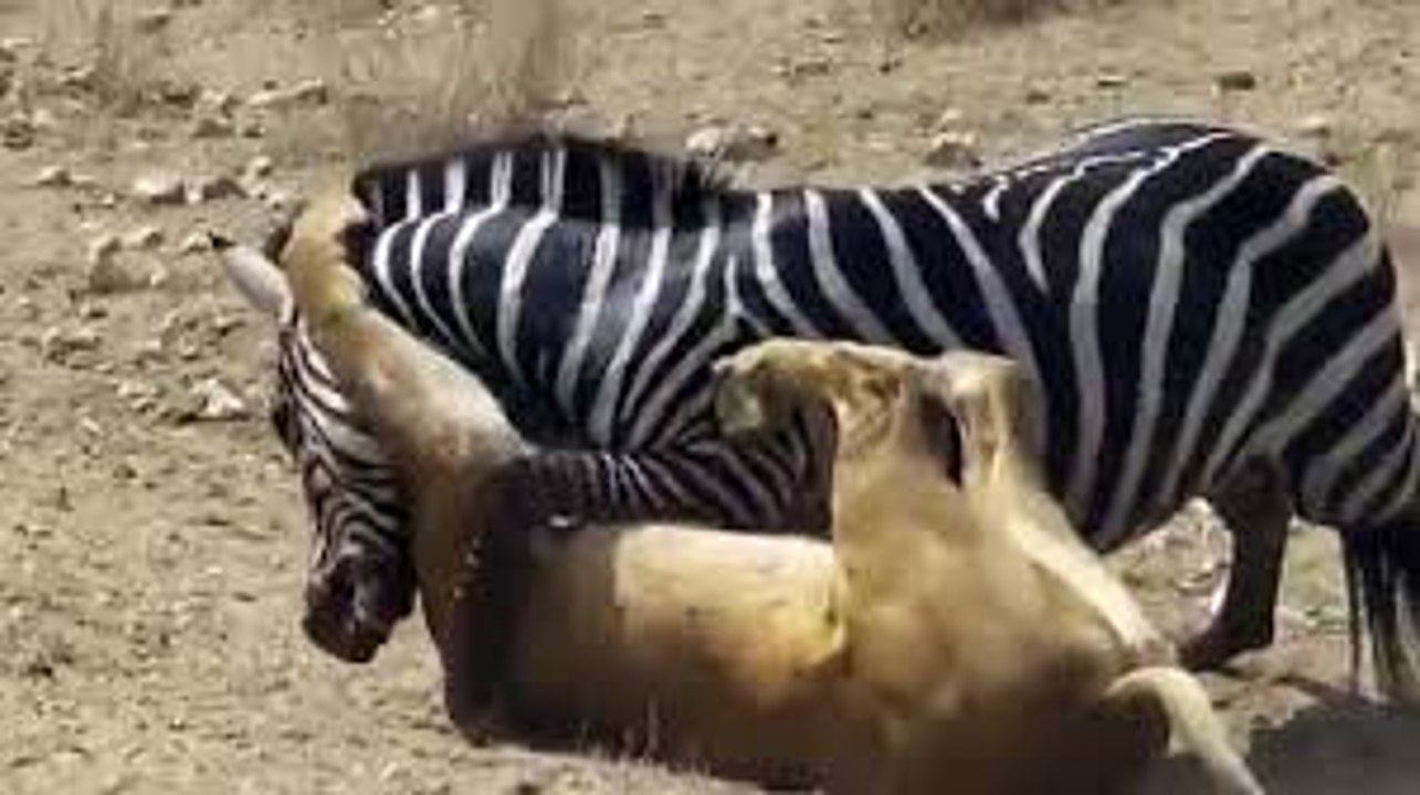 Animal Fights To Death - The Best Battle History Of Animals