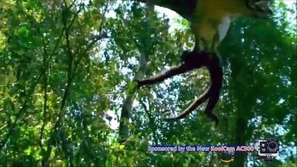 Compilation of Eagles Most Spectacular Hunting Attack Moments in HD