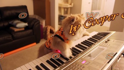 Kitten Duet  Spooky Halloween Music on Keyboard Piano