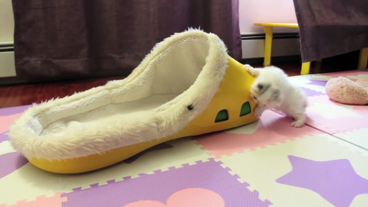 Kitten Marshmallow  4 weeks old and counting